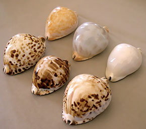 Cowrie shell
