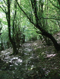 In the woods, Hirkan National Park
